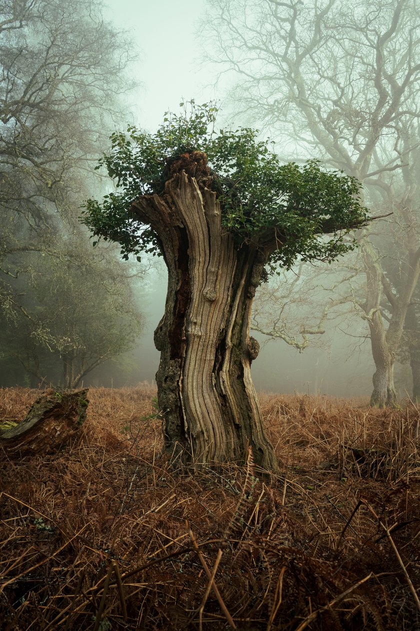 Ancient Bonsai, 2025 (photo) - Lee Cooper