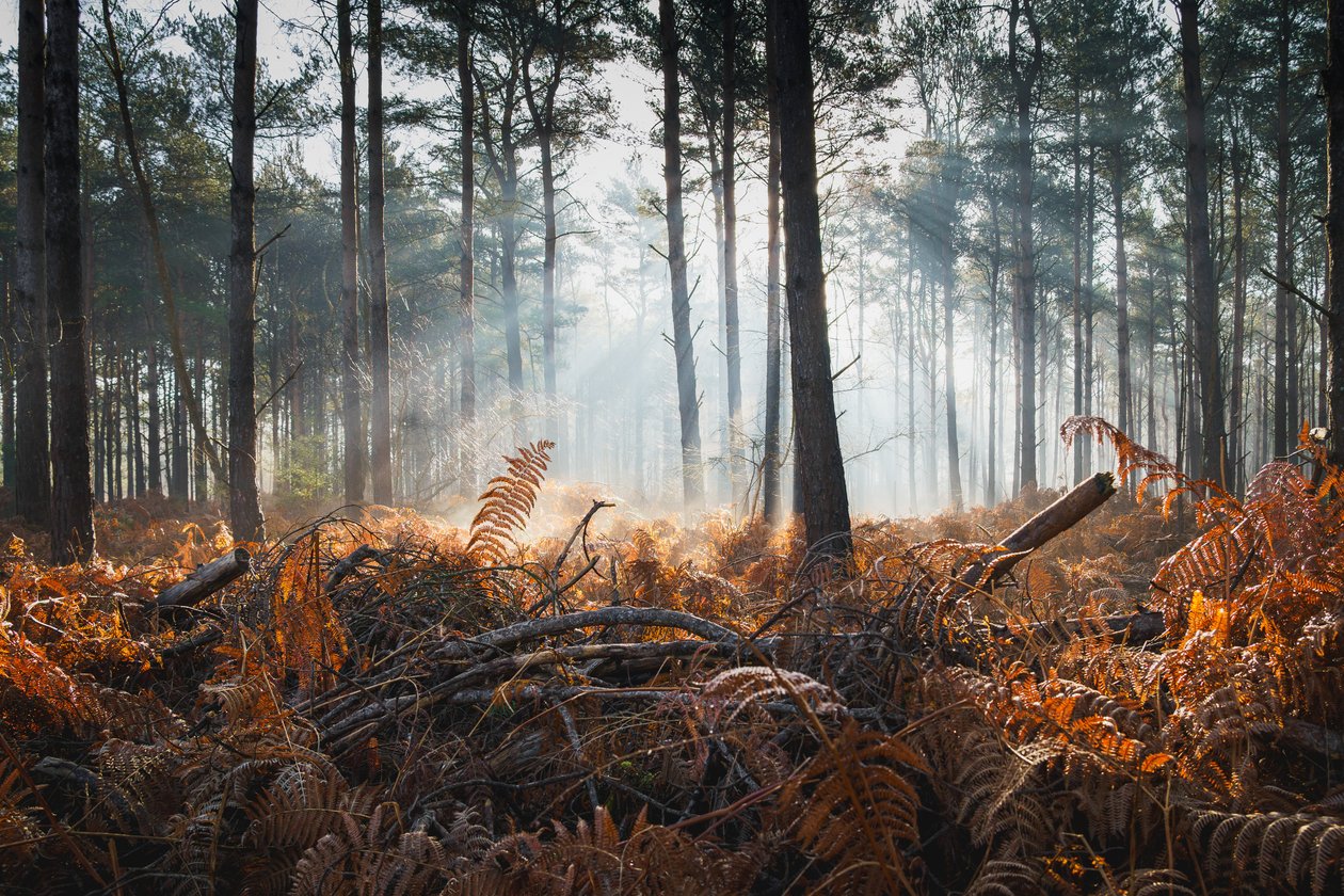 Fern  Fog, 2024 (photo) - Lee Cooper