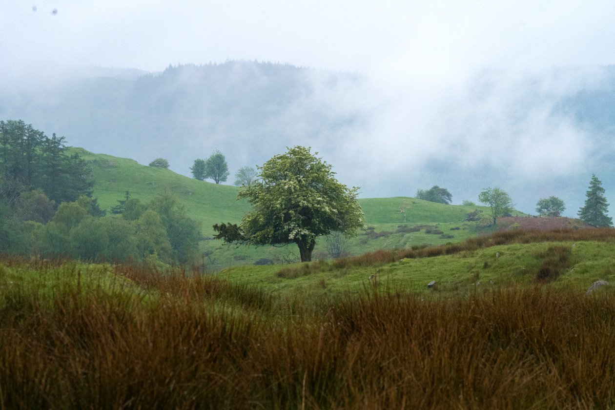 Golden Gateway, 2024 (photo) - Lee Cooper