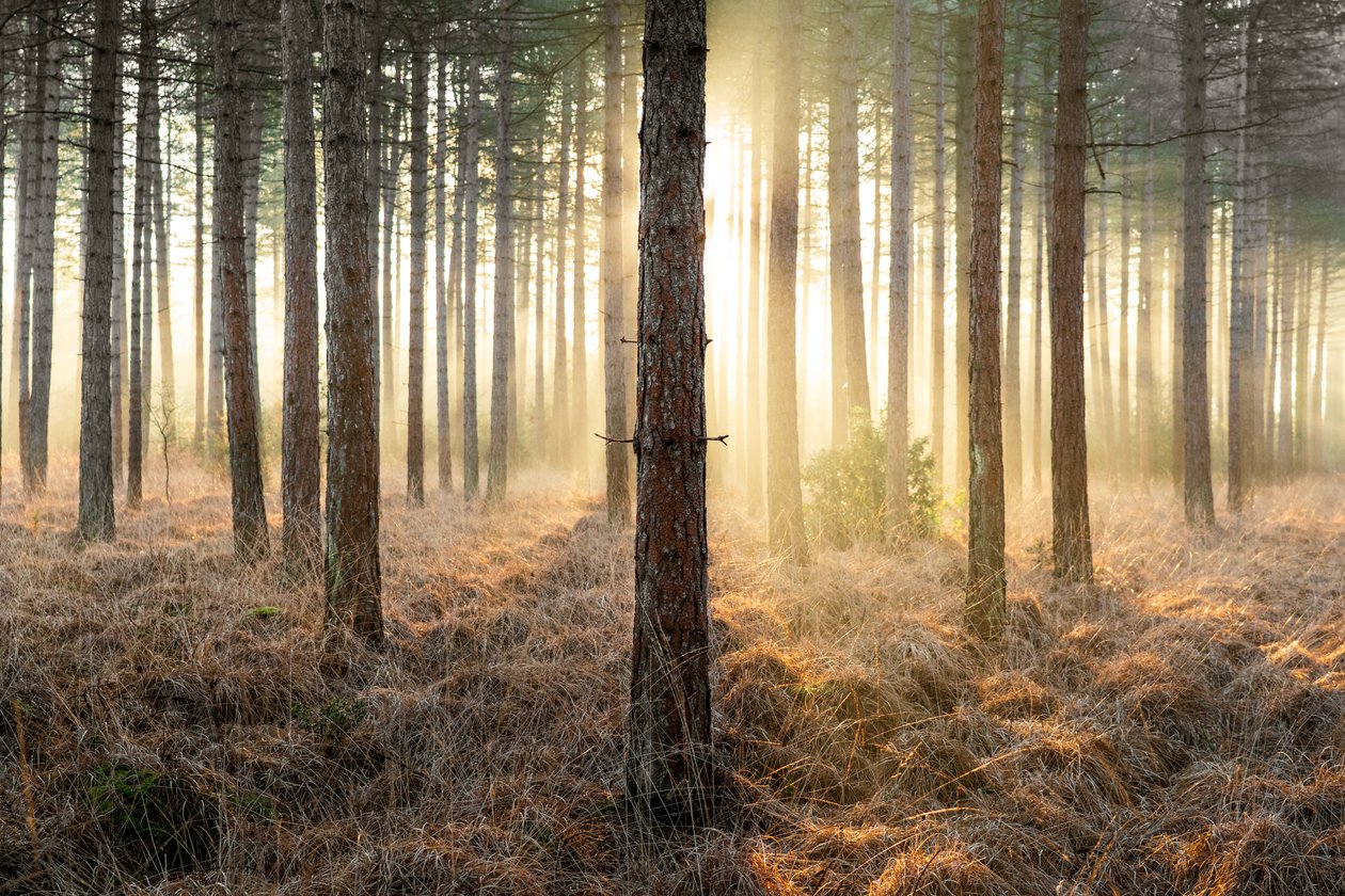 Mirkwood, 2025 (photo) - Lee Cooper