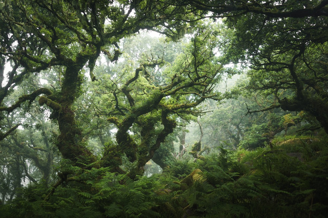 Nocturne Grove, 2020 (photo) - Lee Cooper