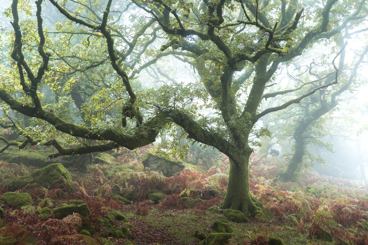 Le vieux chemin, 2024 (photo) - Lee Cooper