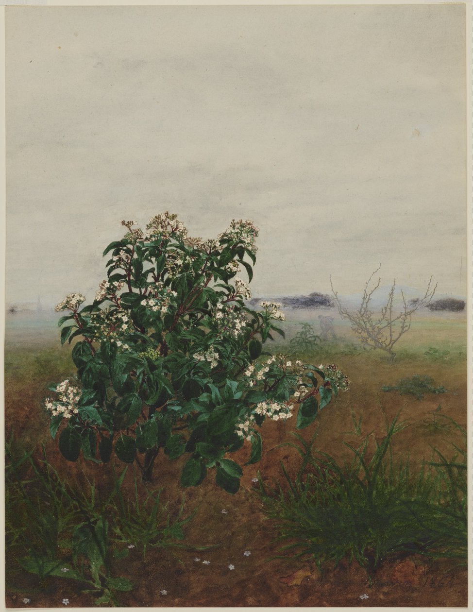 Viorne tin fleurie devant un paysage - Léon Bonvin