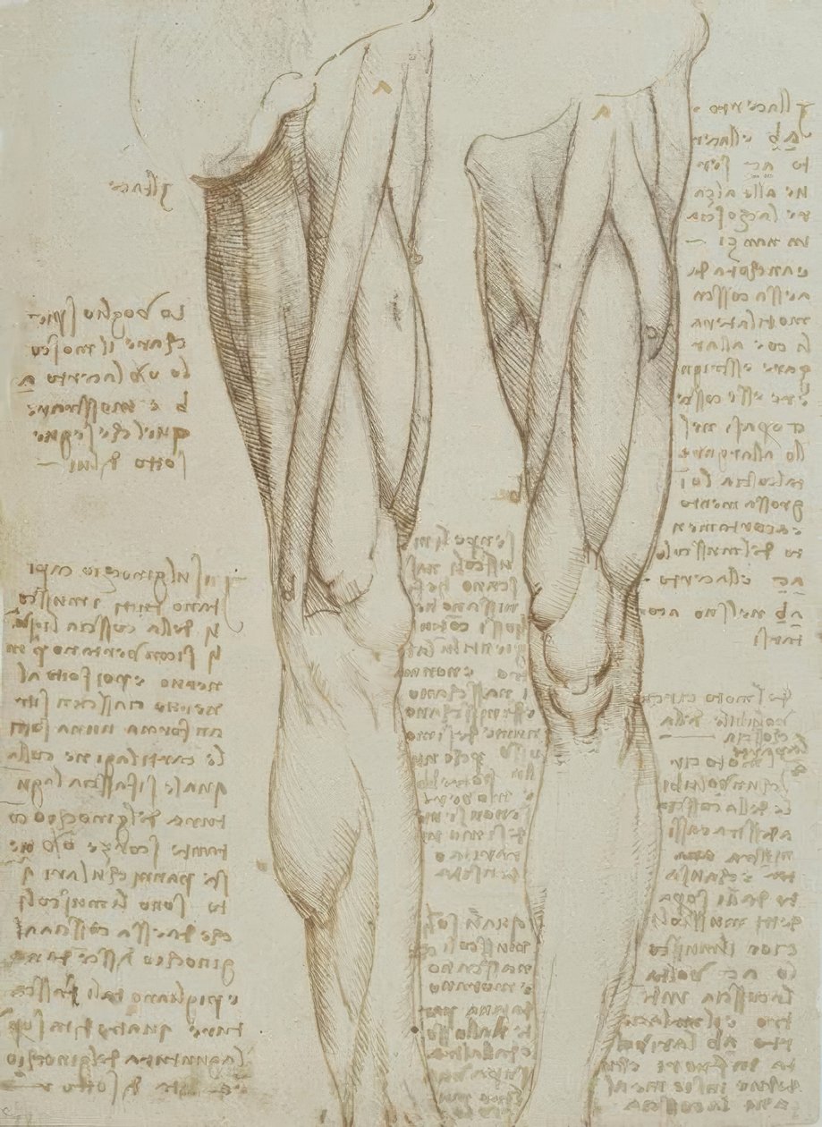 Études anatomiques - Leonardo da Vinci