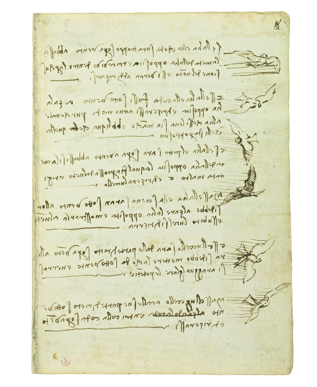 Codex sur le vol des oiseaux, Folio 8 recto - Leonardo da Vinci
