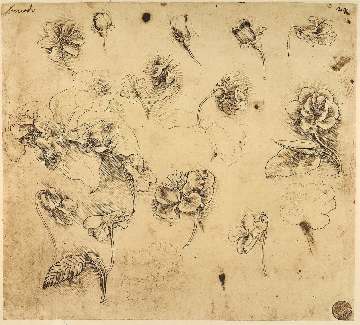 Étude de fleurs (dessin de Léonard de Vinci) - Leonardo da Vinci