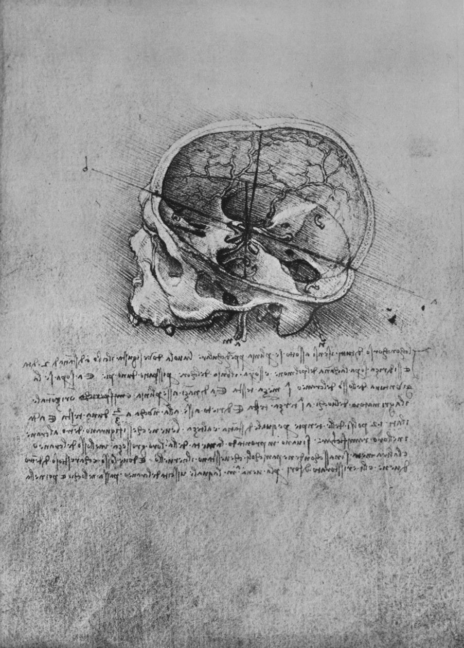 Dessin anatomique d