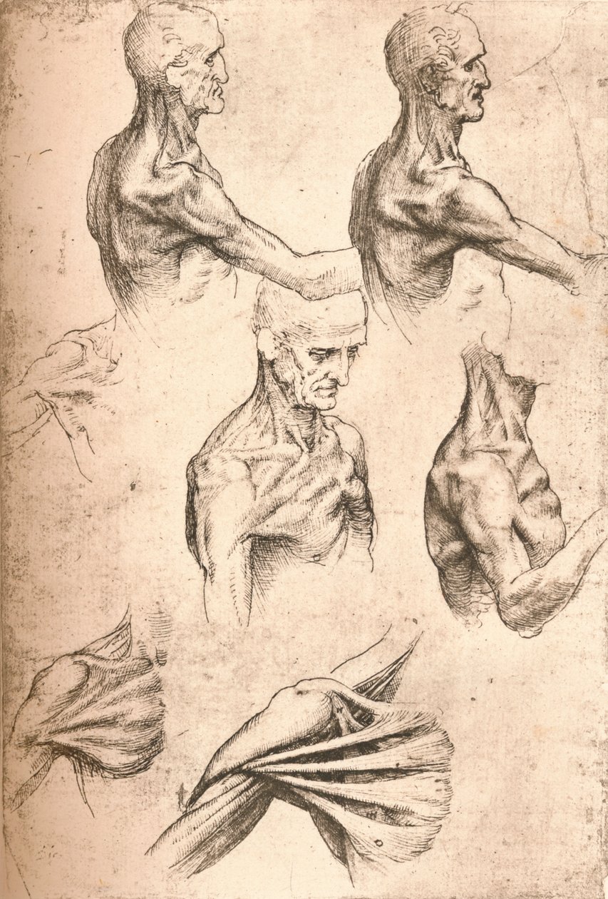 Dessin anatomique, vers 1472-1519, 1883 - Leonardo da Vinci