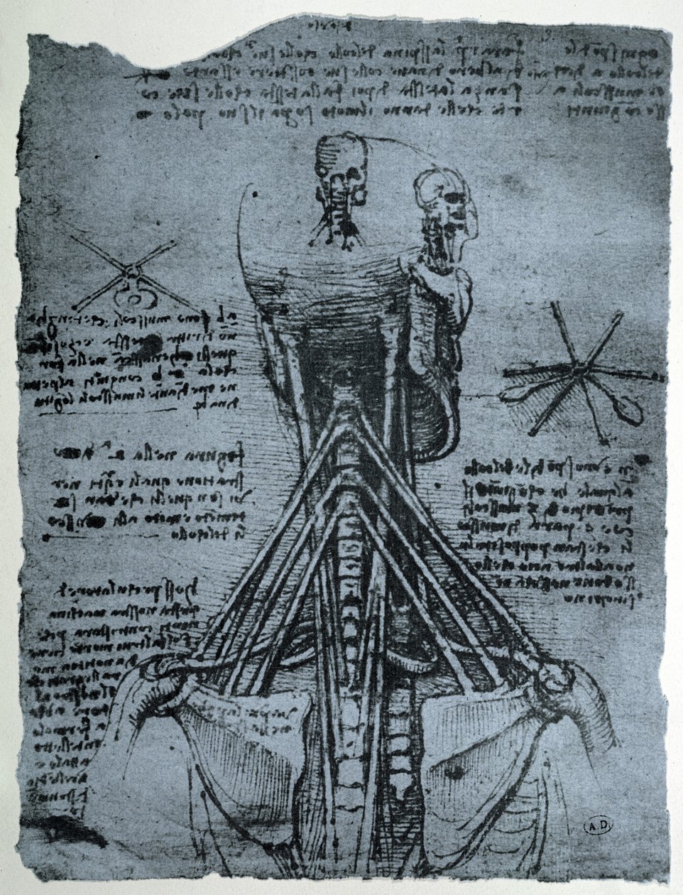 Structure osseuse du cou et de l