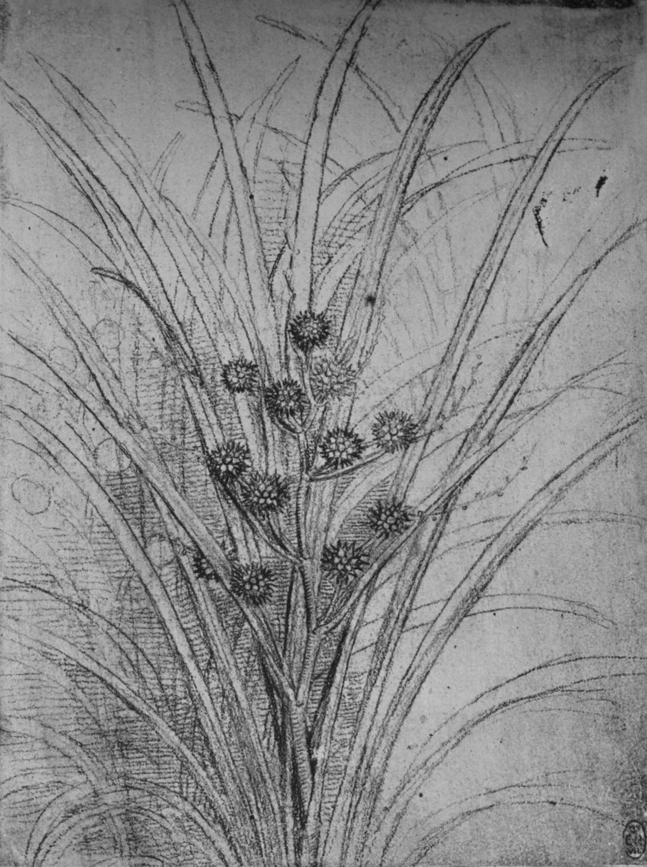 Joncs fleuris, vers 1480 - Leonardo da Vinci