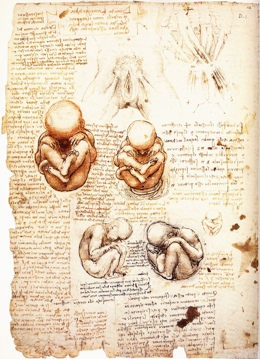 Études sur le fœtus tel qu