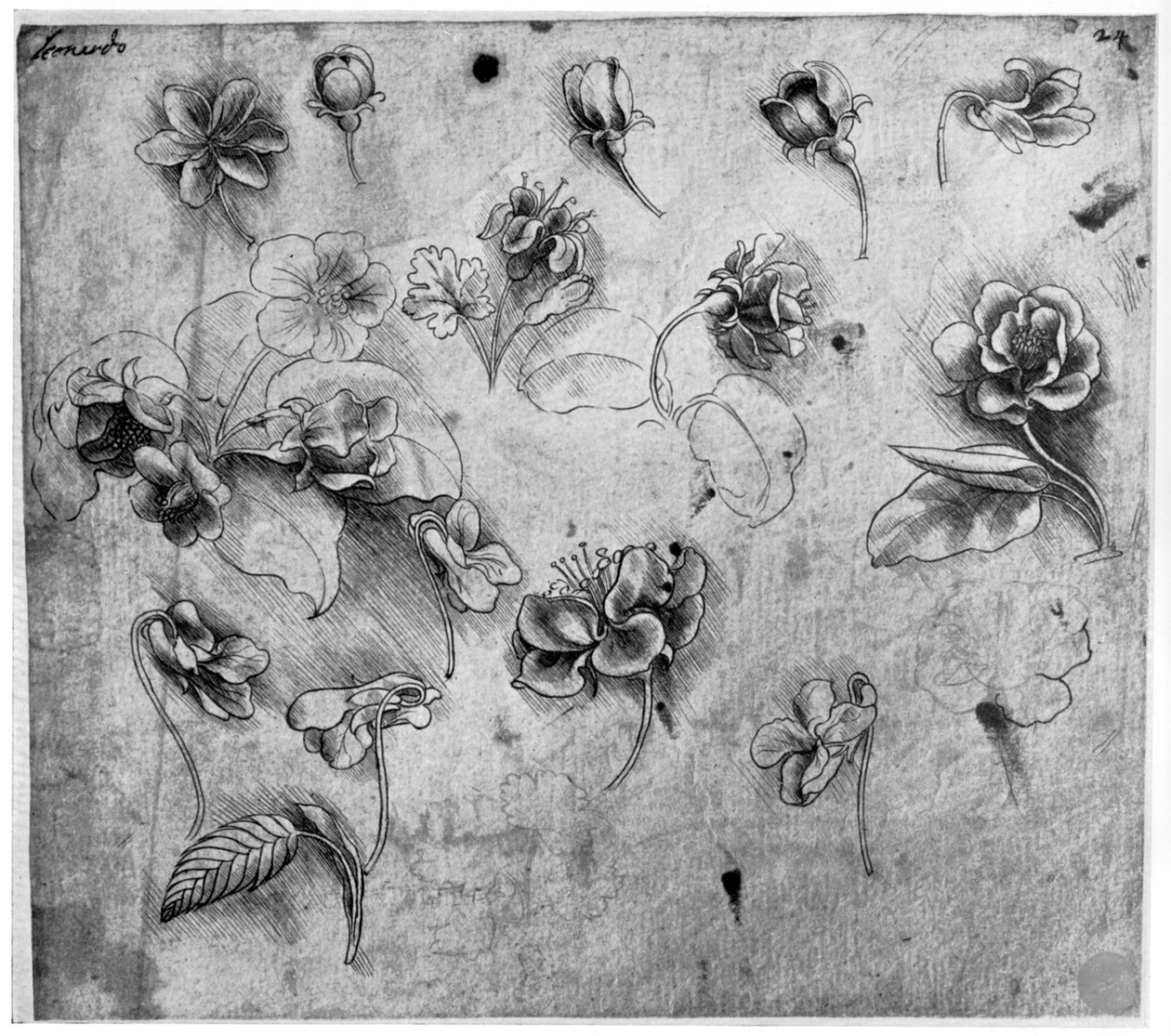 Étude de fleurs, vers 1481-1483 1954 - Leonardo da Vinci