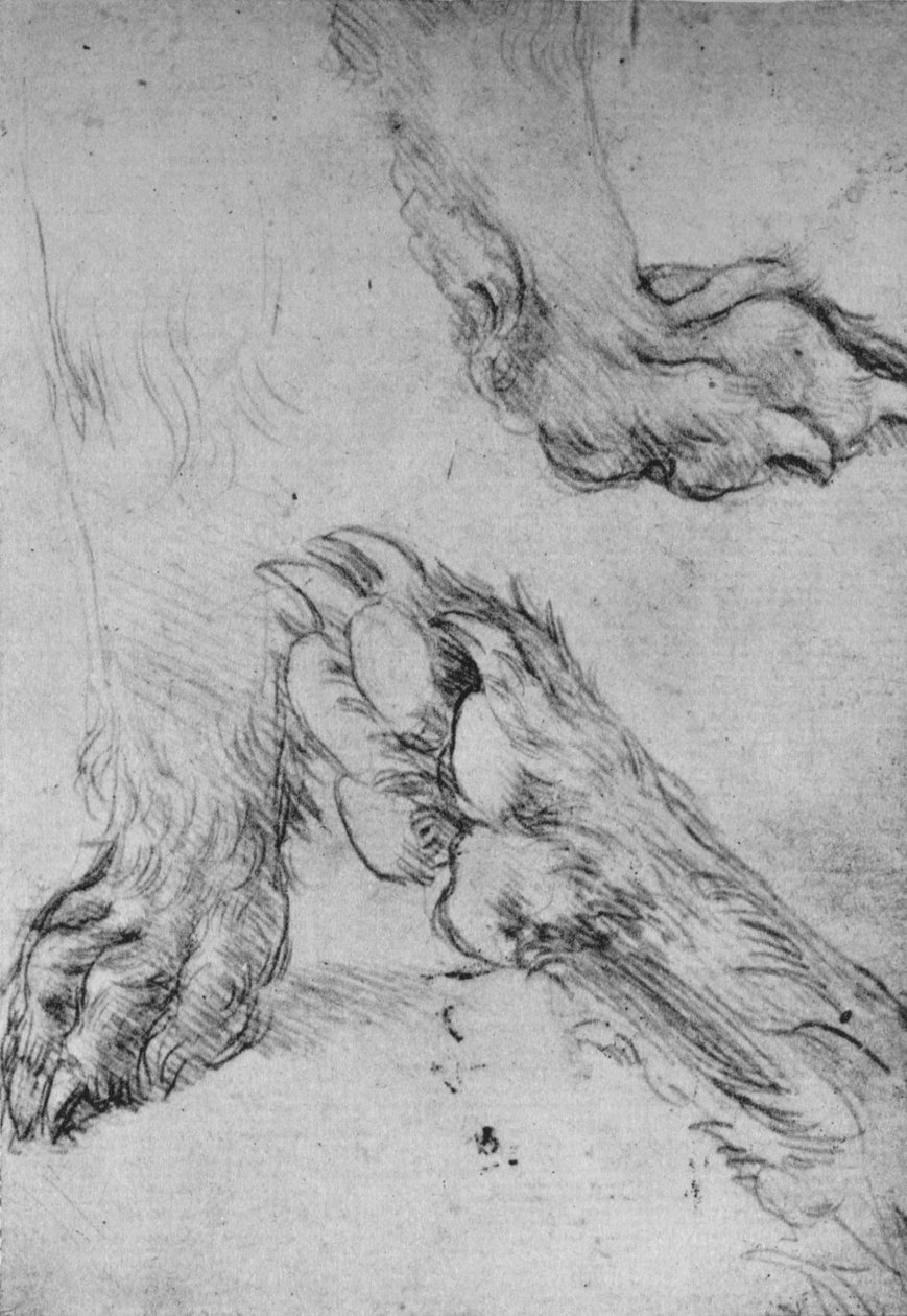 Trois études des pattes d
