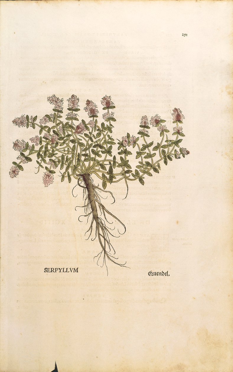 Thym serpolet - Thymus serpyllum, de De historia stirpium commentarii insignes (Notable Commentaries on the History of Plants) - Leonhard Fuchs