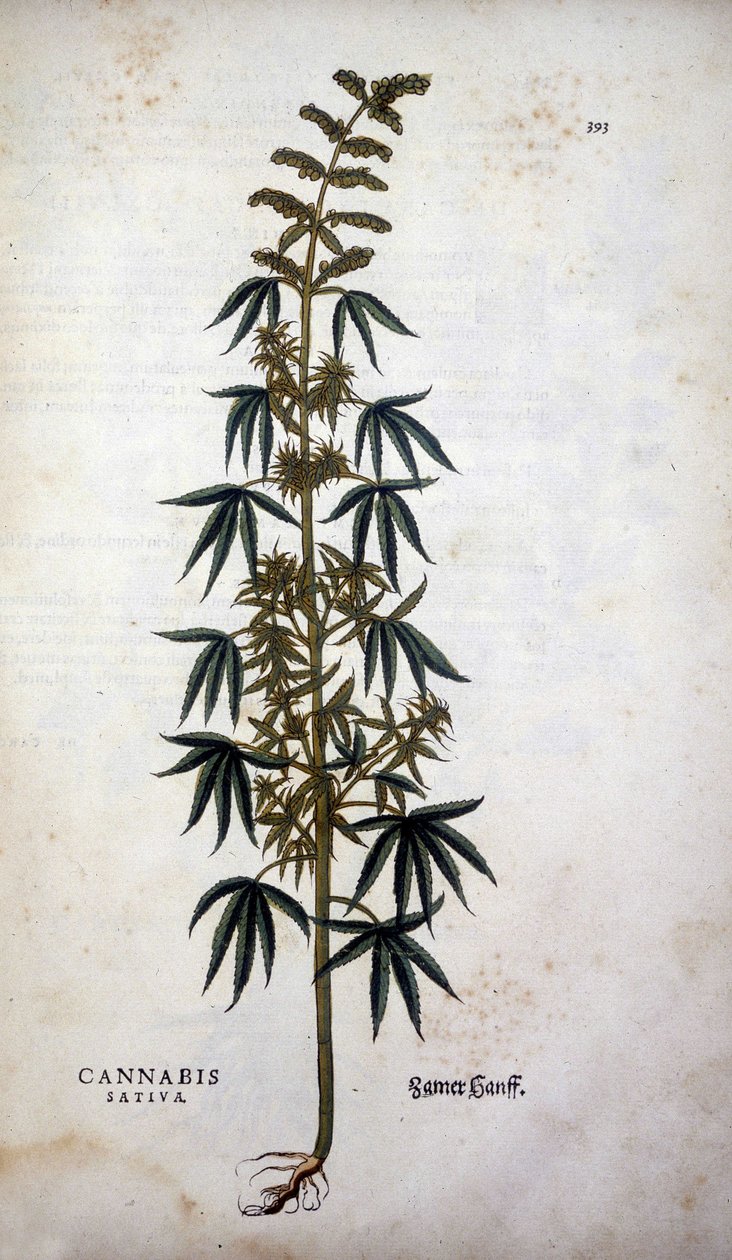 Cannabis Sativa (Chanvre cultivé) - dans « De Historia Stirpium commentarii insignia » par Leonhart Fuchs - Leonhard Fuchs
