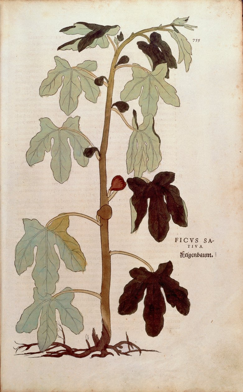 Figuier commun - Ficus carica (Ficus sativa) par Leonhart Fuchs de De historia stirpium commentarii insignes, gravure colorée - Leonhard Fuchs