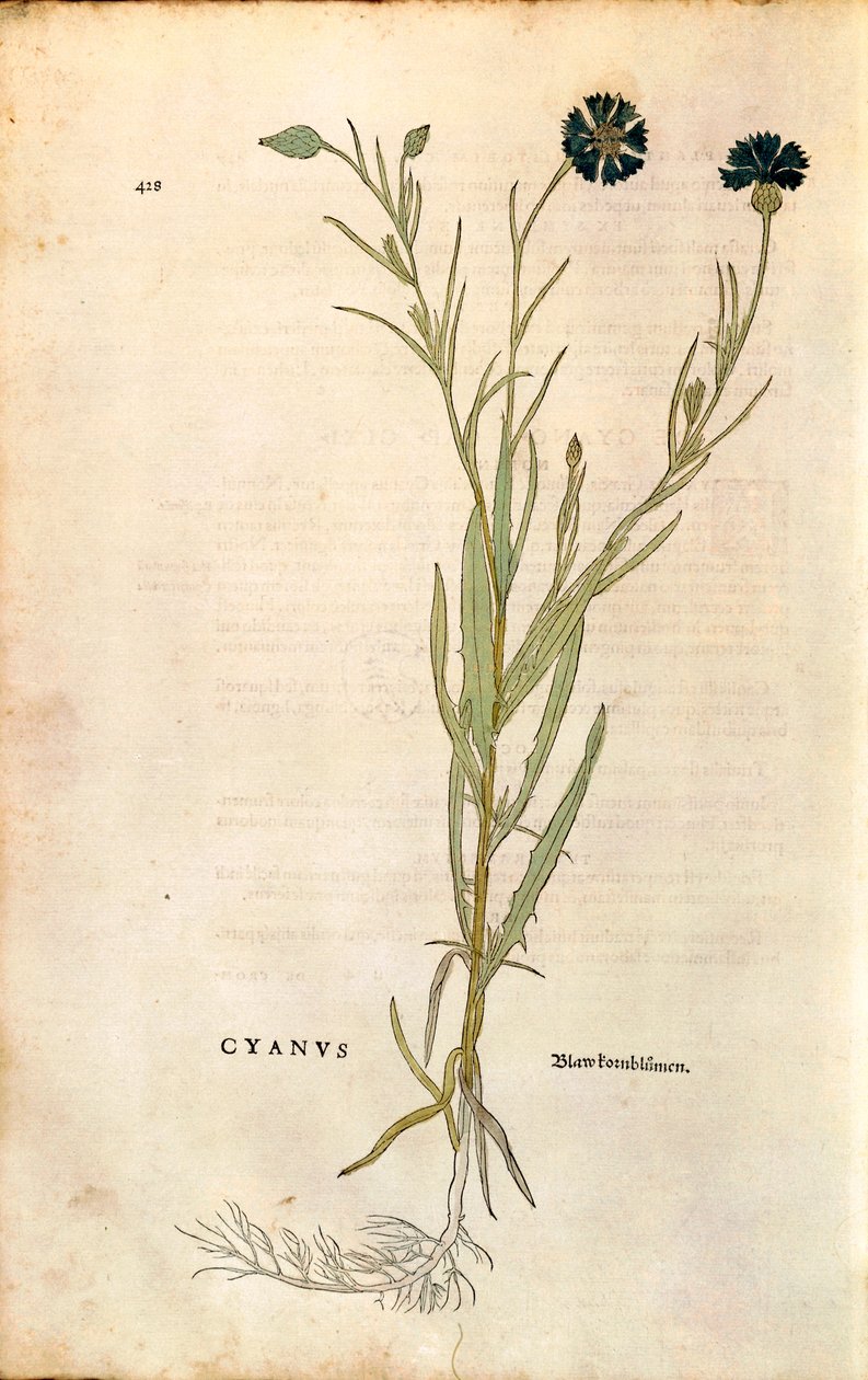 Bleuet (Centaurea cyanus) par Leonhart Fuchs de "De historia stirpium commentarii insignes" (Commentaires notables sur l