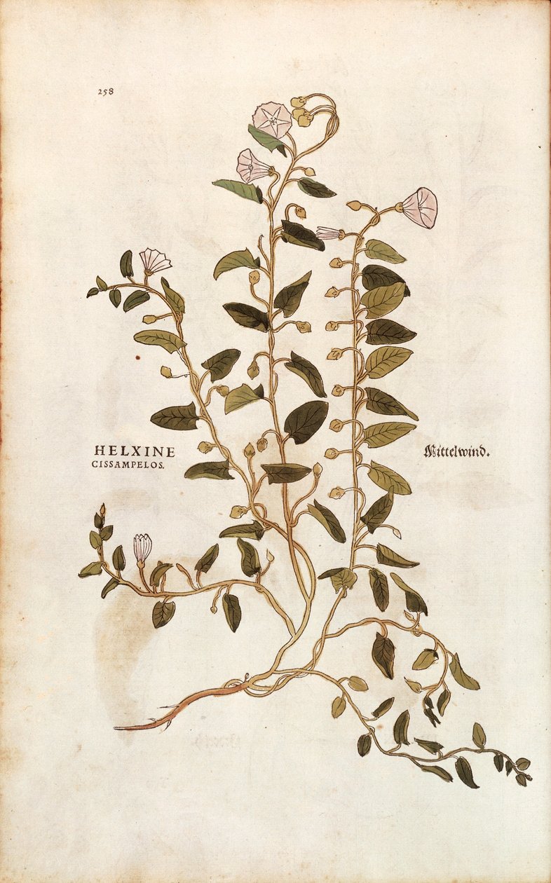 Liseron des champs - Convolvulus arvensis, de De historia stirpium commentarii insignes (Notable Commentaries on the History of Plants) - Leonhard Fuchs