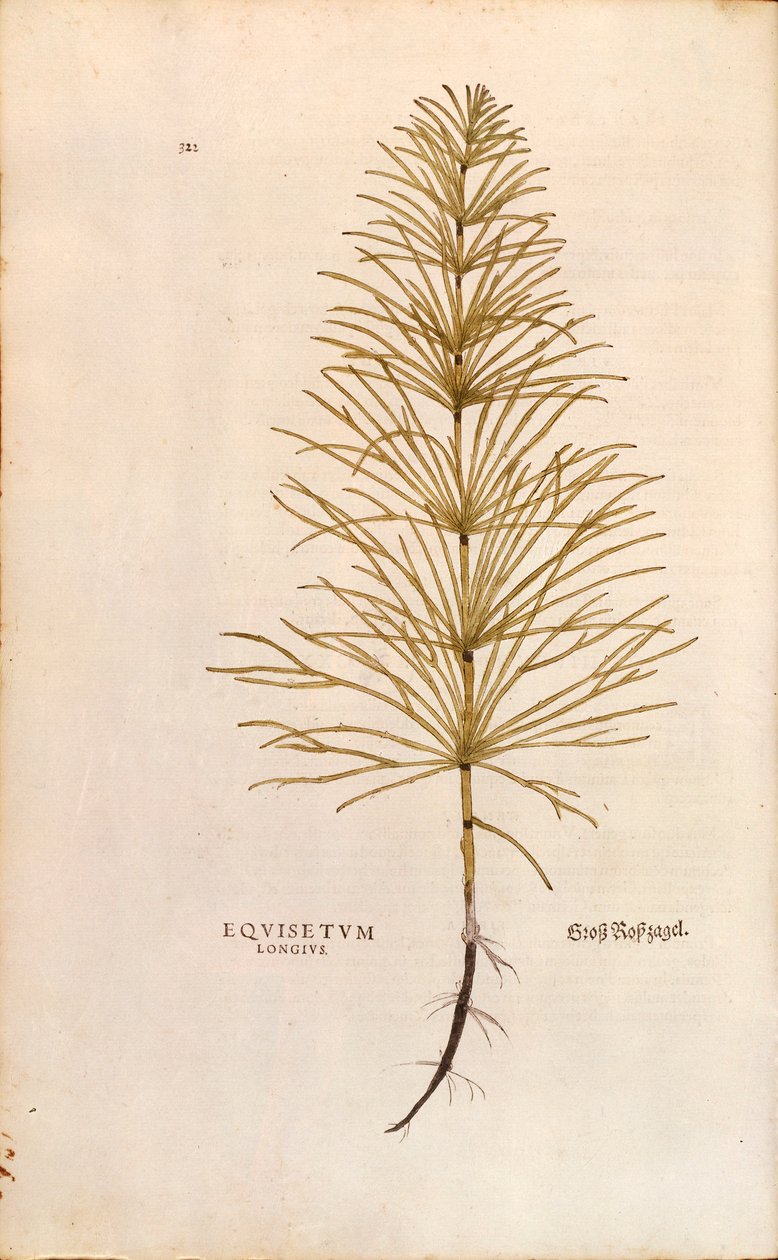 Prêle - Equisetum arvense (Equisetum longius) de De historia stirpium commentarii insignes (Commentaires notables sur l