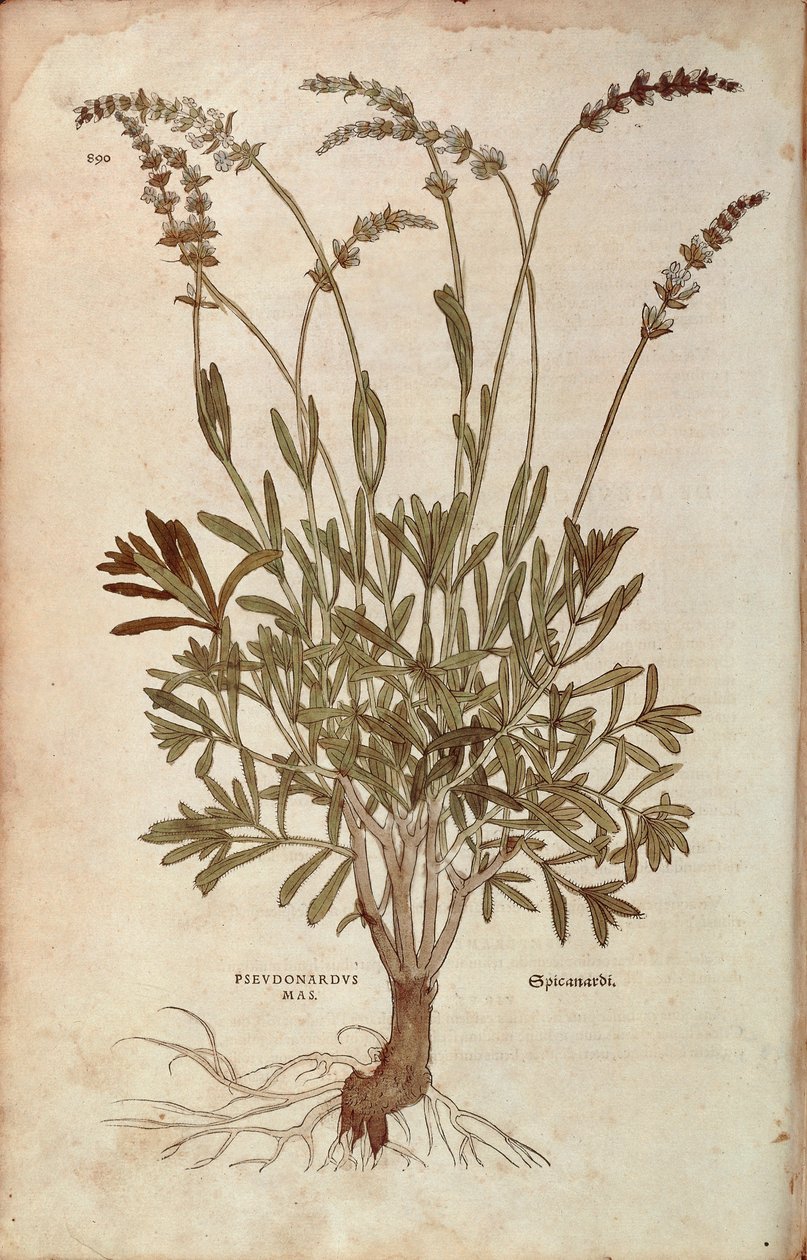 Lavande - Lavandula spica par Leonhart Fuchs de De historia stirpium commentarii insignes, gravure en couleur - Leonhard Fuchs