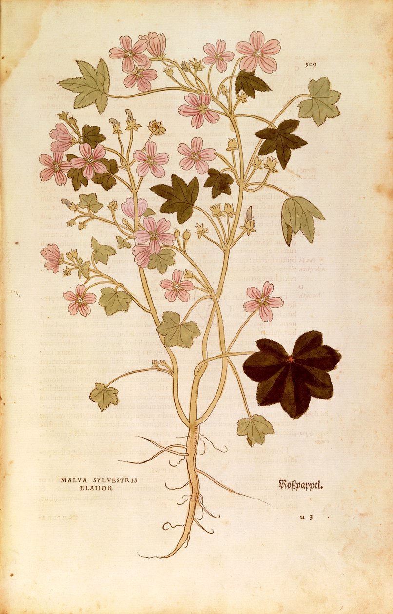 Mauve (Malva sylvestris elatior) par Leonhart Fuchs de De historia stirpium commentarii insignes (Commentaires notables sur l