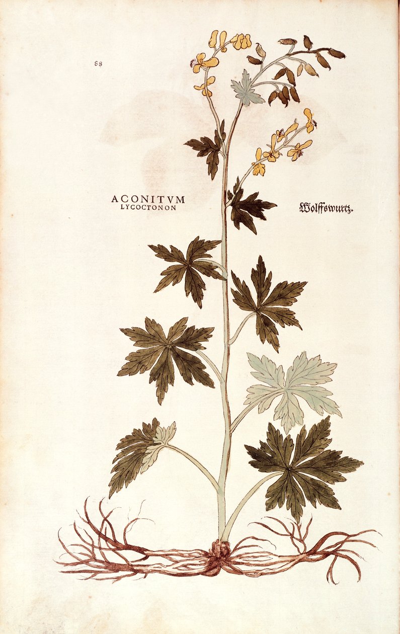 Aconit du Nord (Aconitum lycoctonum) de De historia stirpium commentarii insignes, gravure en couleur - Leonhard Fuchs