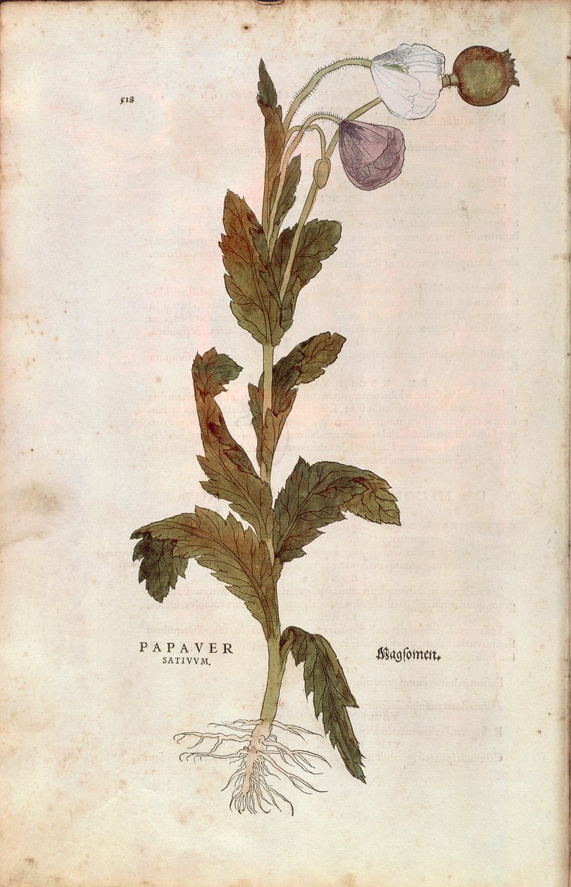 Pavot somnifère - Papaver somniferum (Papaver satiuum) de De historia stirpium commentarii insignes, gravure en couleur - Leonhard Fuchs