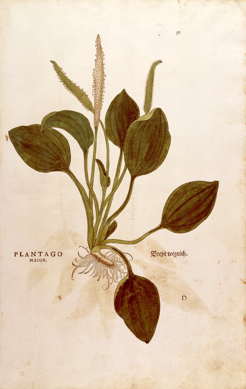 Plantain majeur - Plantago major, de De historia stirpium commentarii insignes (Notable Commentaries on the History of Plants) - Leonhard Fuchs