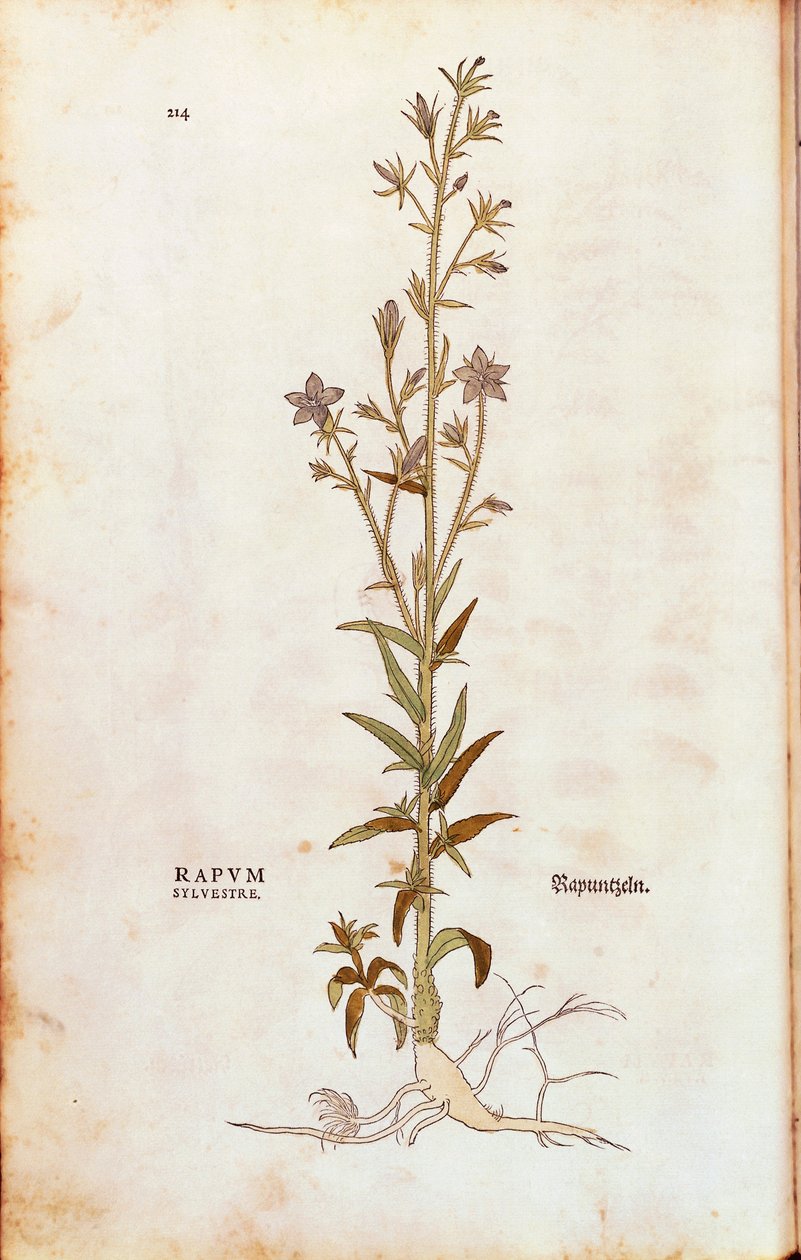 Campanule raiponce - Campanula rapunculus, de De historia stirpium commentarii insignes (Notable Commentaries on the History of Plants) - Leonhard Fuchs