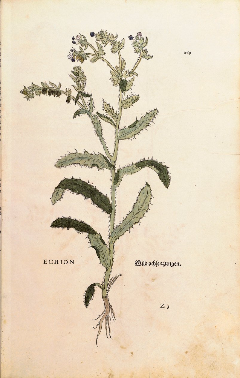 Vipérine commune - Echium vulgare, de De historia stirpium commentarii insignes (Notable Commentaries on the History of Plants) - Leonhard Fuchs