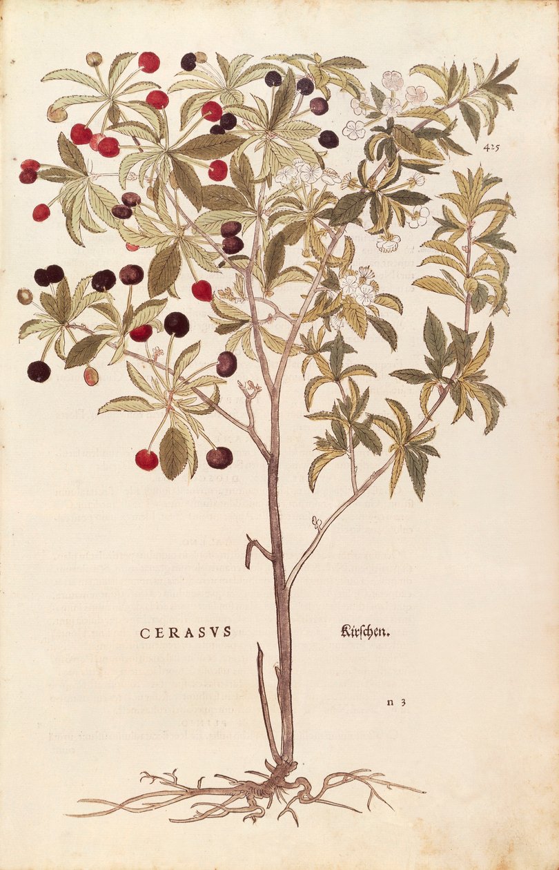 Cerisier sauvage - Prunus avium par Leonhart Fuchs de De historia stirpium commentarii insignes, gravure en couleur - Leonhard Fuchs