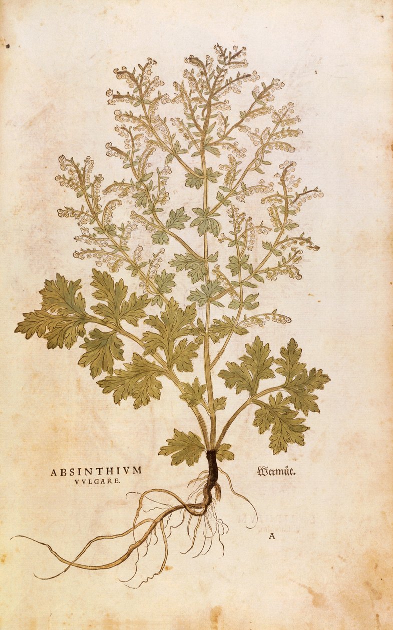 Absinthe - Artemisia absinthium par Leonhart Fuchs de De historia stirpium commentarii insignes, gravure en couleur - Leonhard Fuchs