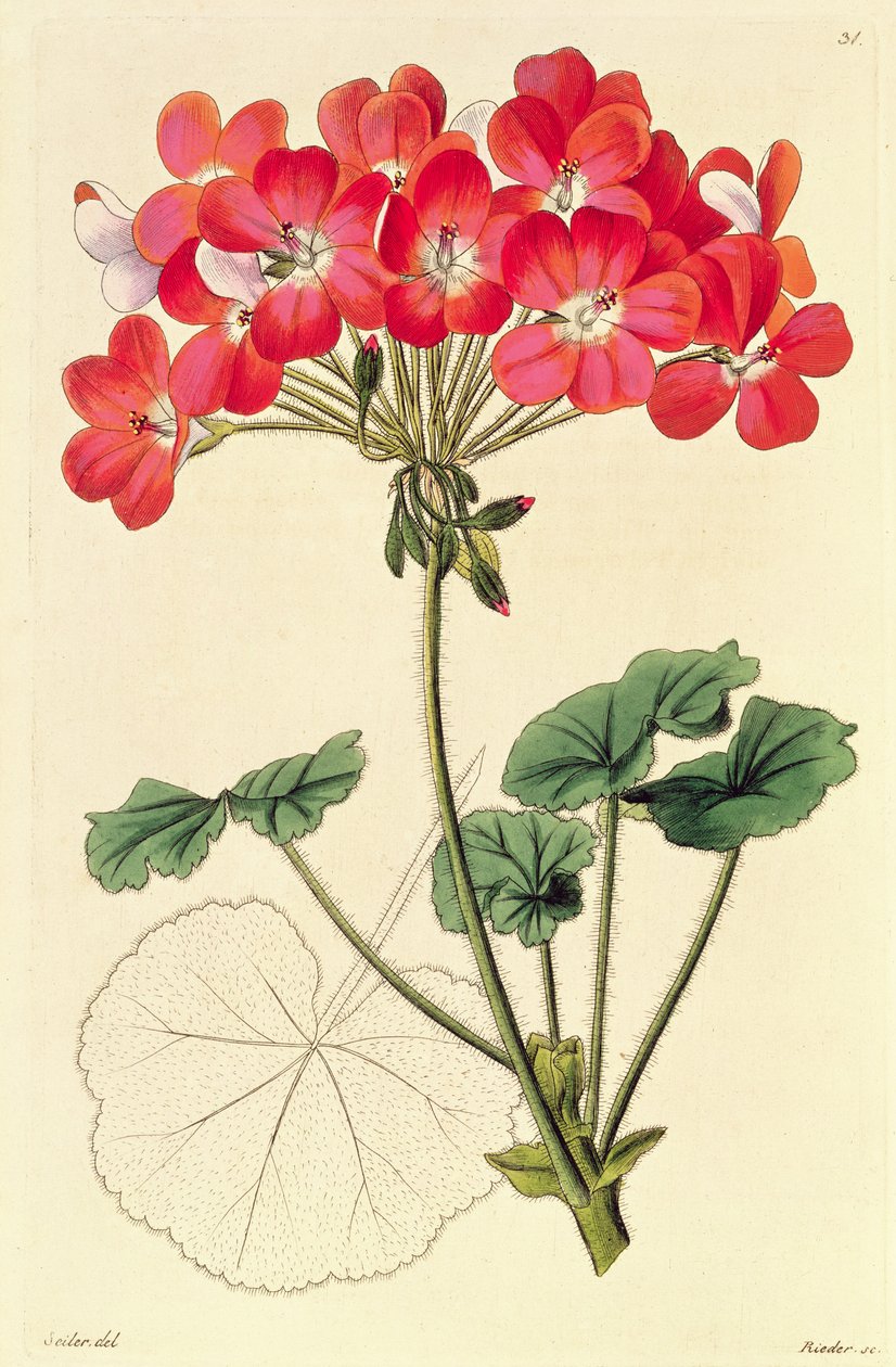 Pélargonium de 