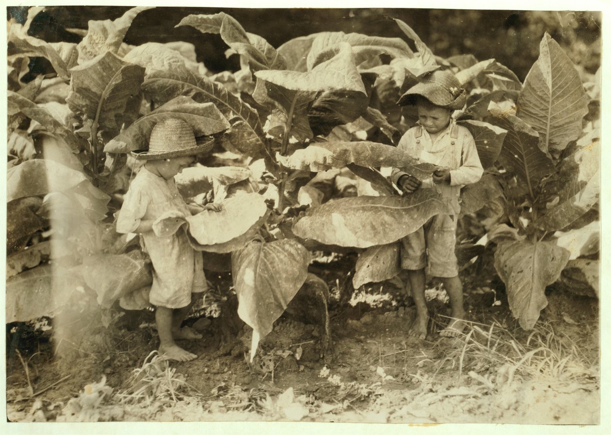 Amos 6 et Horace 4 vers et suceurs de tabac toute la journée pour leur père John Neal à Warren County, Albaton, Kentucky, 1916 - Lewis Wickes Hine