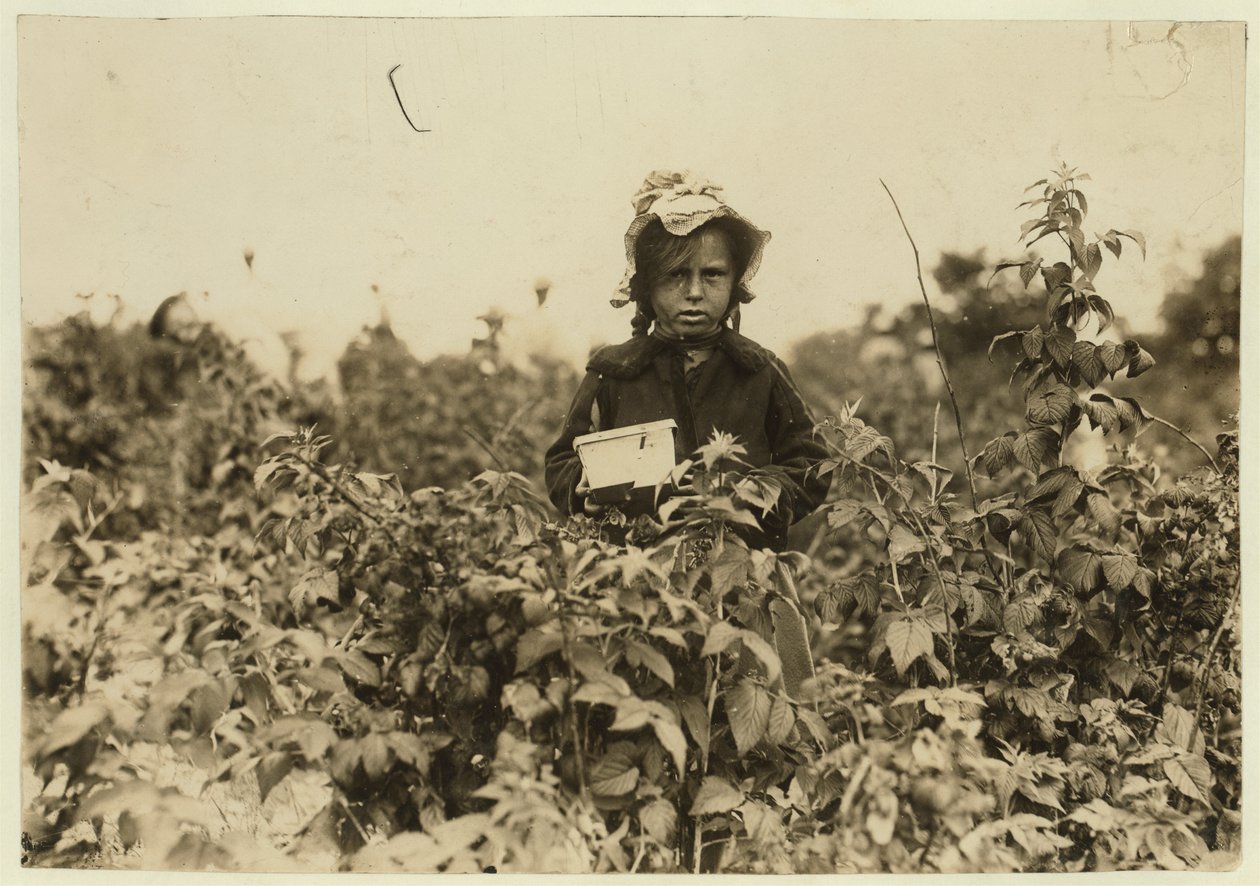 Annie Bissie cueillant des baies dans les champs près de Baltimore, Maryland, 1909 - Lewis Wickes Hine