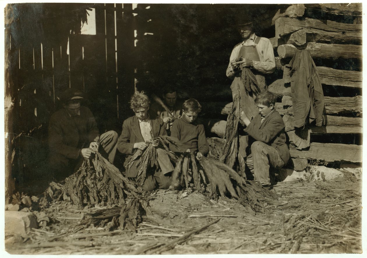 Les fils de J.H. Burch âgés de 12, 14 et 17 ans épluchant du tabac pendant les heures de classe à Warren County, Rockfield, Kentucky, 1916 - Lewis Wickes Hine
