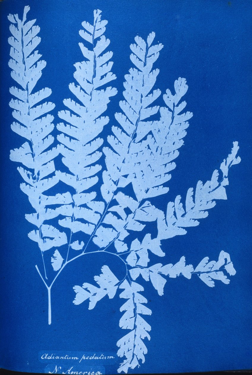 Cyanotype d