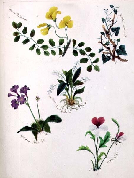 Fleurs sauvages - Lili Cartwright