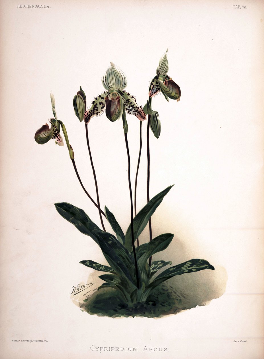 Paphiopedilum argus syn: Cypripedium argus - London H. Sotheran and Co.