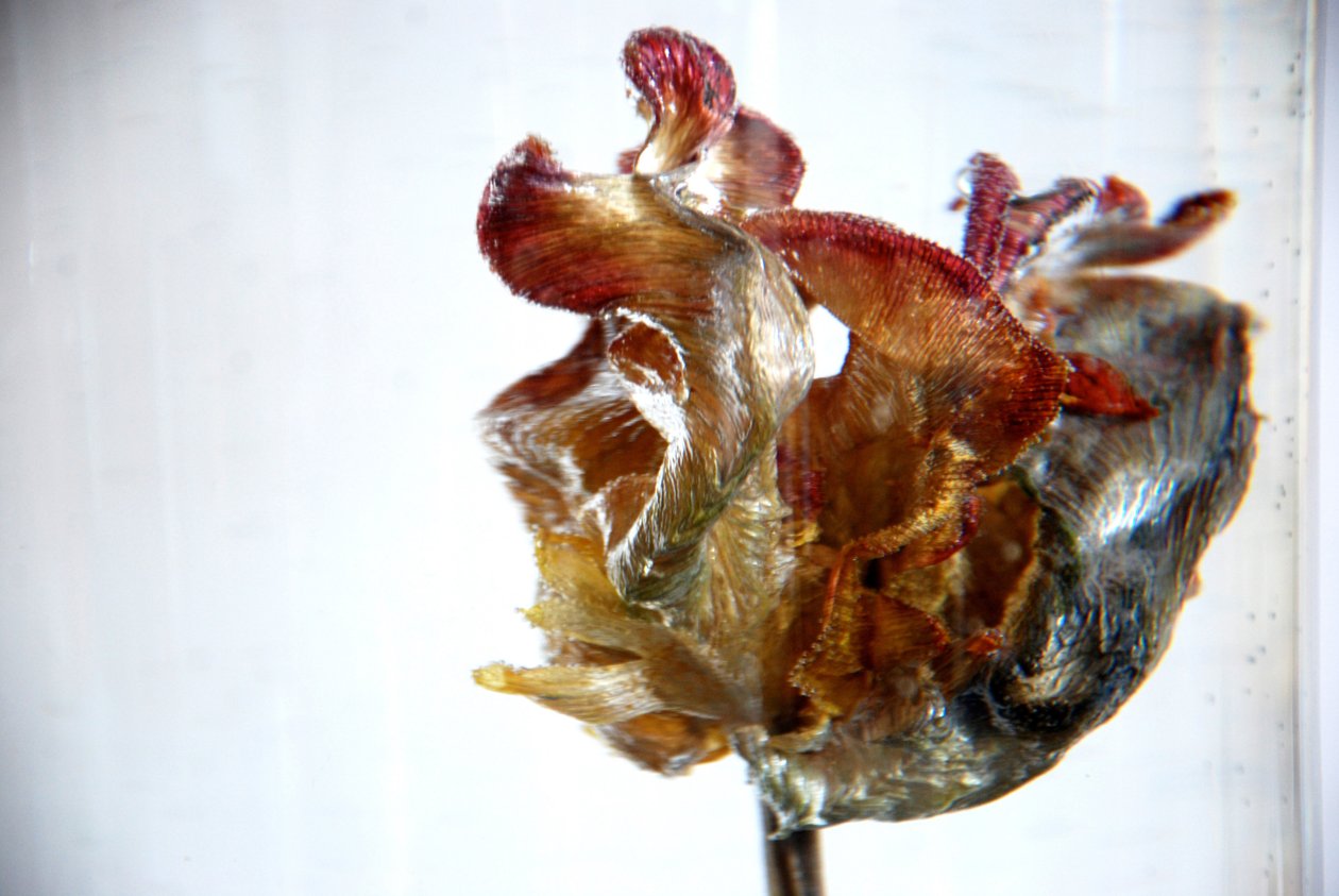 Tulipe d