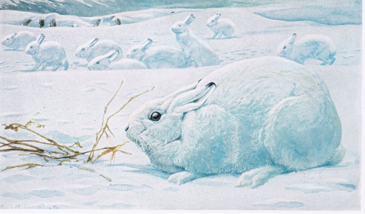 Lièvres arctiques, groupes accroupis, en alerte pour les renards ou les loups - Louis Agassiz Fuertes