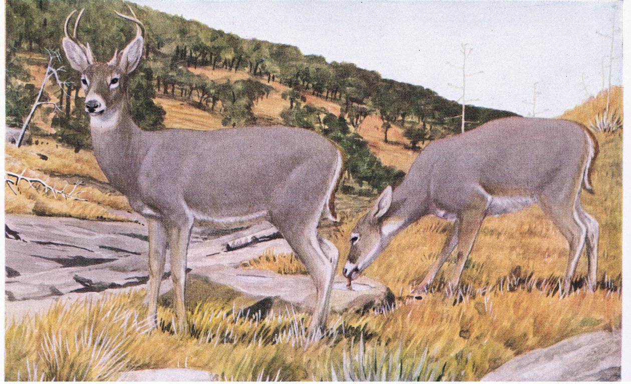 Cerf de Virginie d