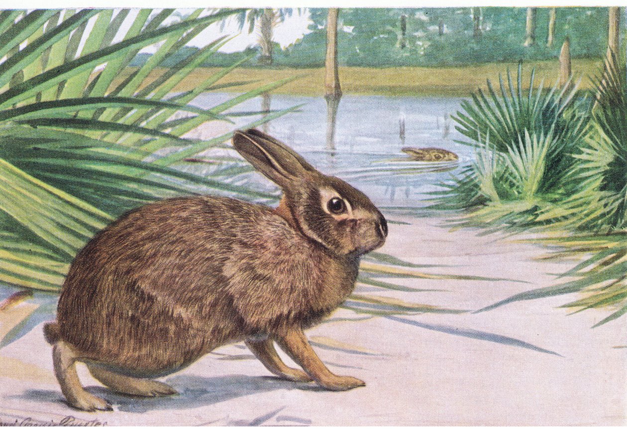 Lapin des marais - lent sur terre mais nage rapidement avec les orteils écartés - Louis Agassiz Fuertes