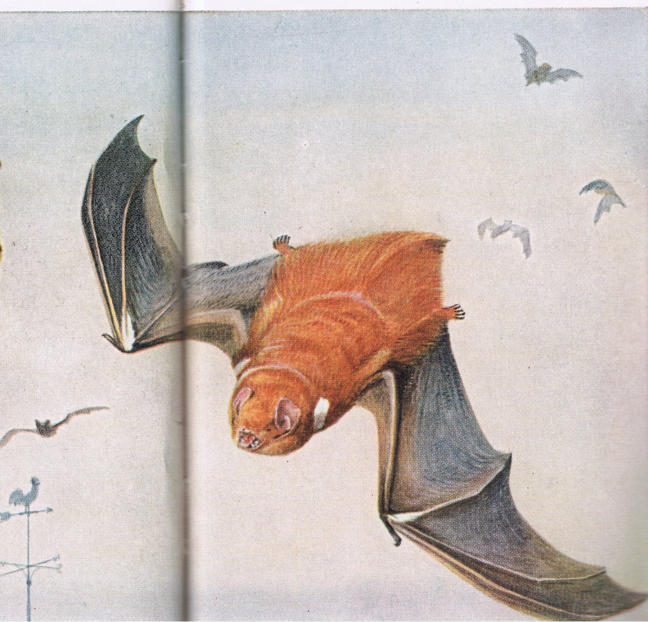 Chauve-souris rouge - Louis Agassiz Fuertes
