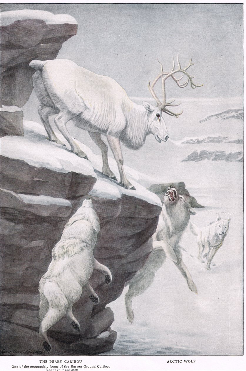 Le Caribou de Peary - Louis Agassiz Fuertes