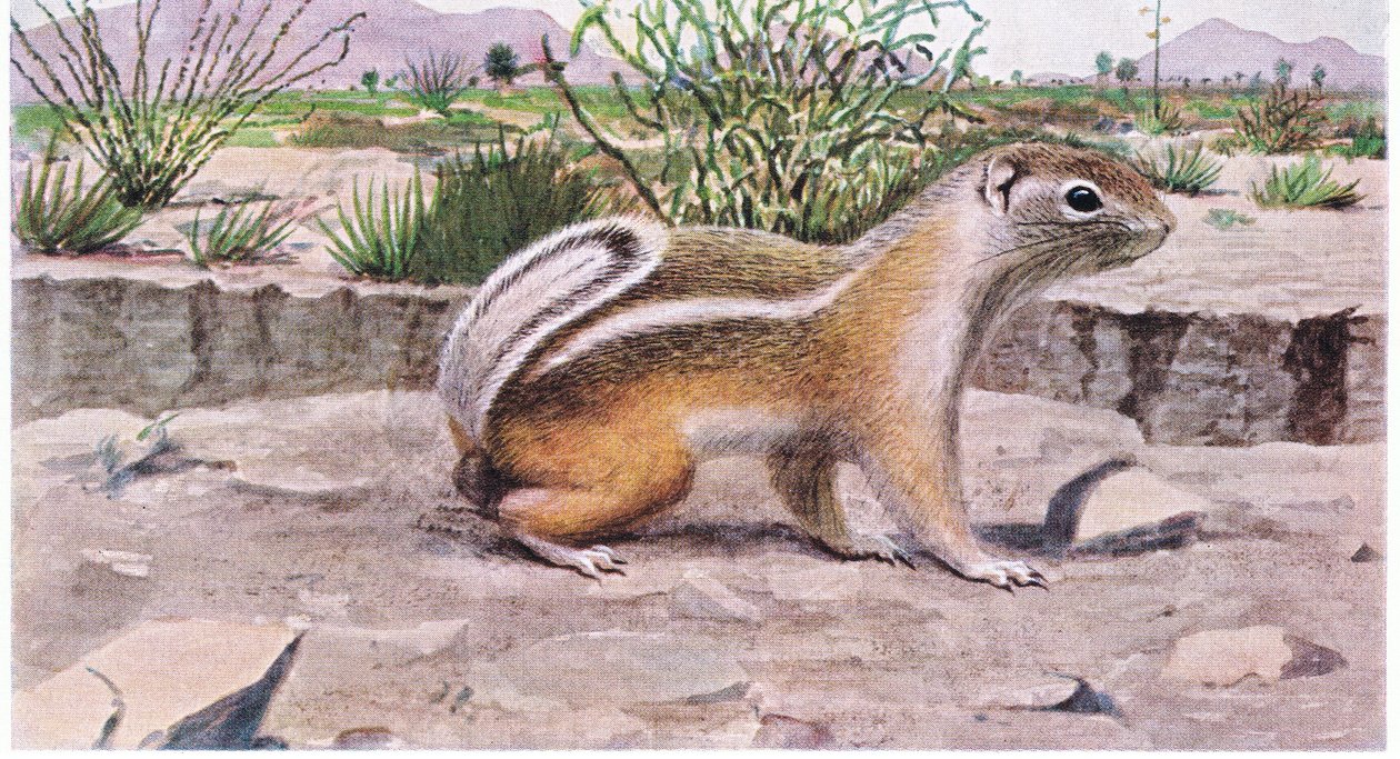 Écureuil antilope à queue blanche cherchant des graines, des fruits et des insectes - Louis Agassiz Fuertes
