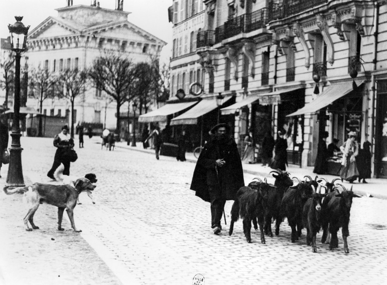 Chevrier conduisant son troupeau de chèvres dans le Cours de Vincennes, Paris, vers 1900 - Louis Vert