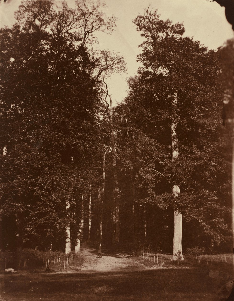 Forêt à Saint-Cloud - Louis-Rémy Robert