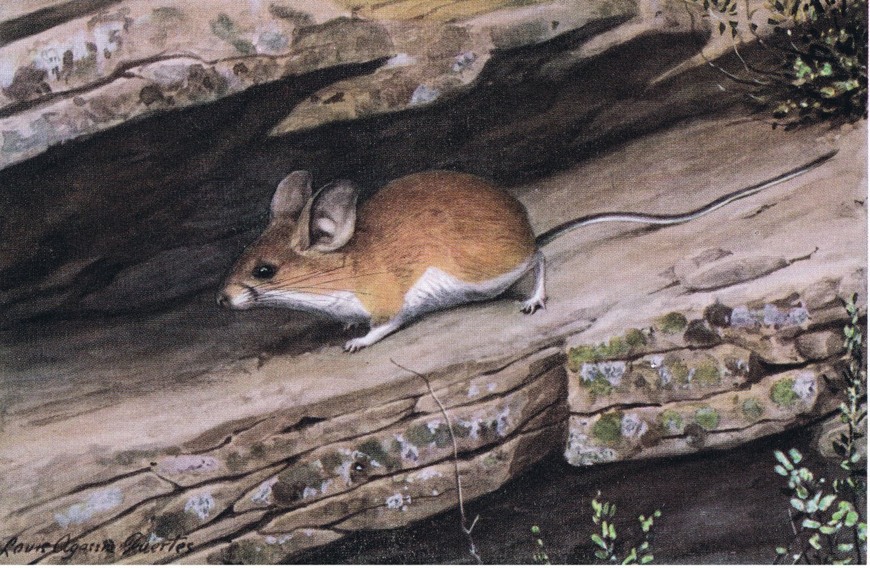 La souris à grandes oreilles représente le clan des pieds blancs dans les canyons escarpés du sud-ouest - Louis Agassiz Fuertes