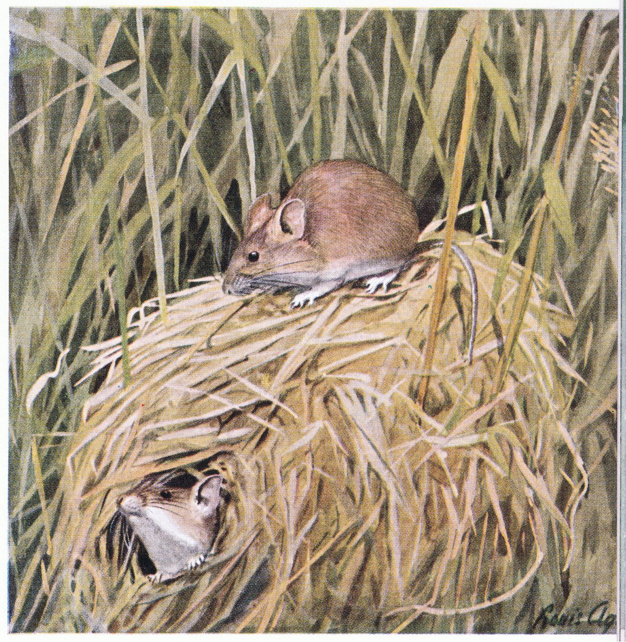 La souris des moissons de l